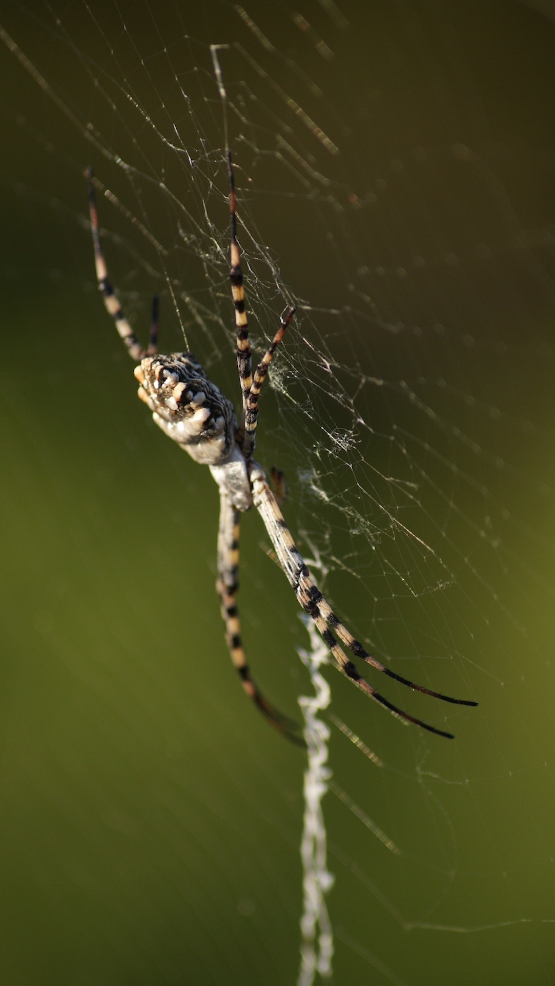 Argiope lobata